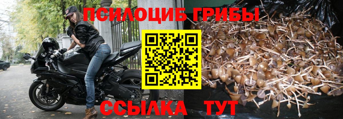 Узловая  Псилоцибиновые грибы GOLDEN TEACHER  Вход с VPN 